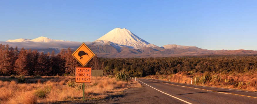 Road with kiwi sign