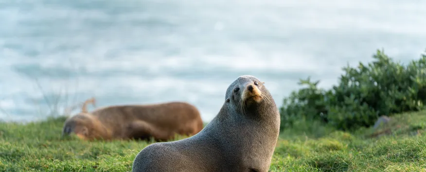 Seals Wellington