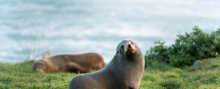 Seals Wellington