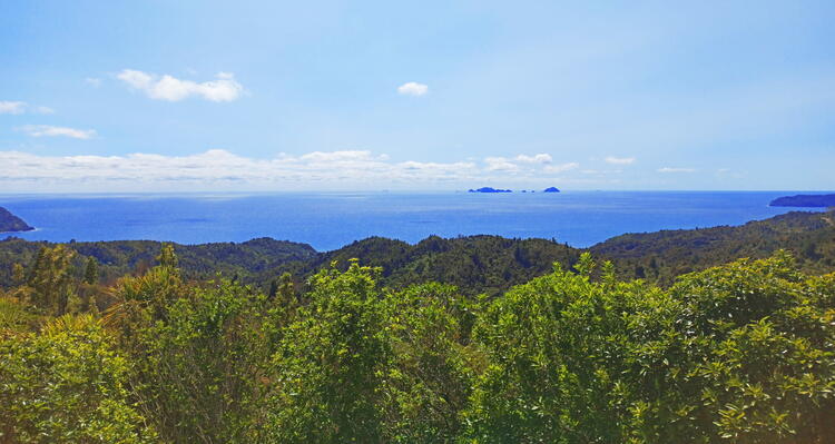 Shot of Coromandel from the forest out to the ocean
