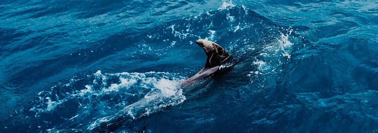 Dolphins