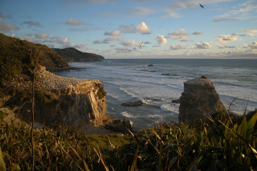 Muriwai Beach
