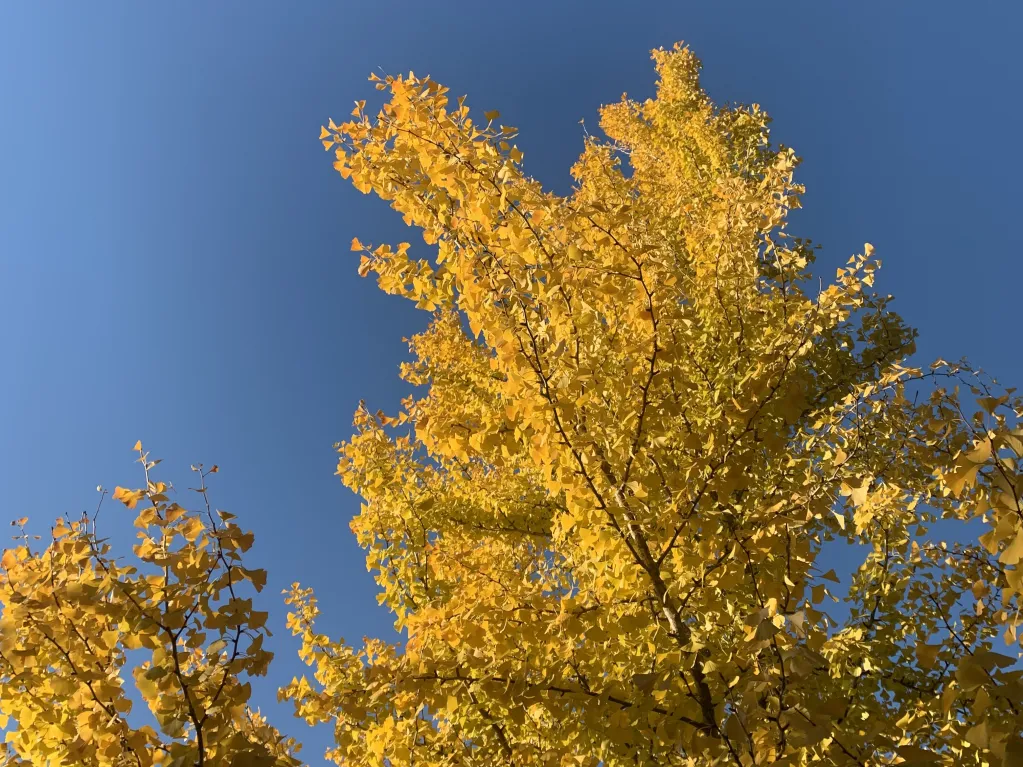 autumn leaves