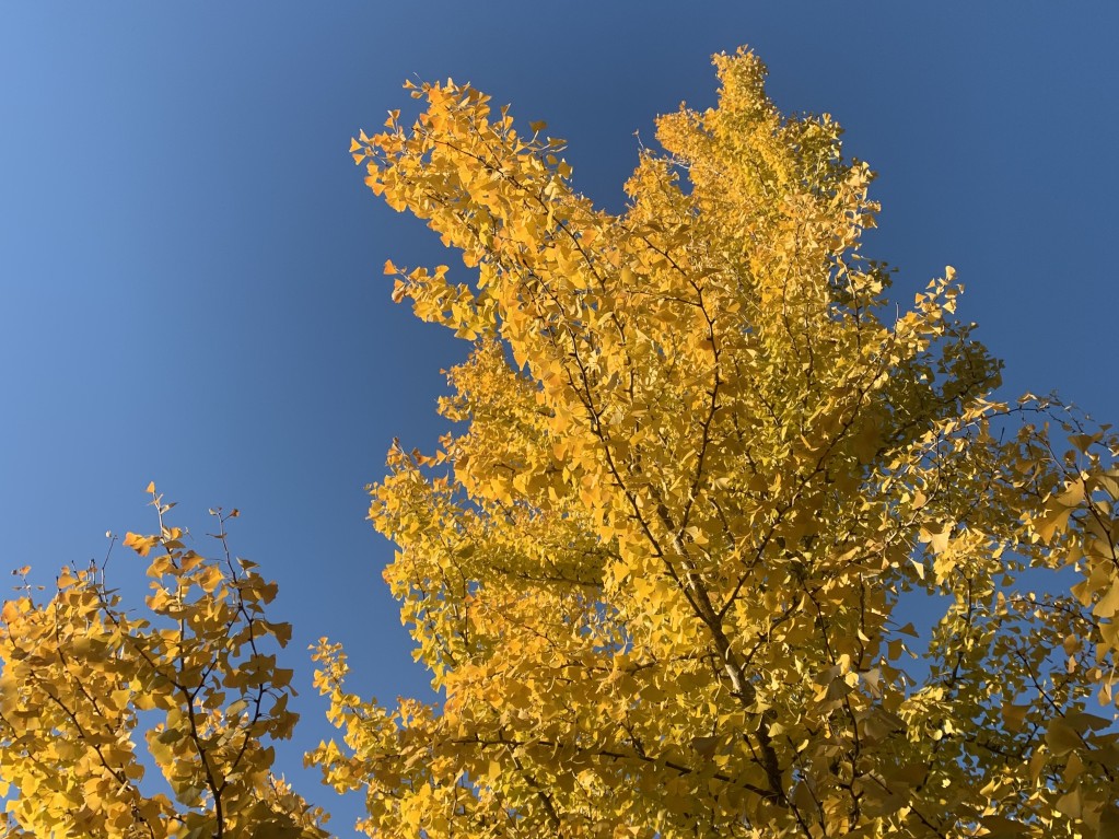 autumn leaves