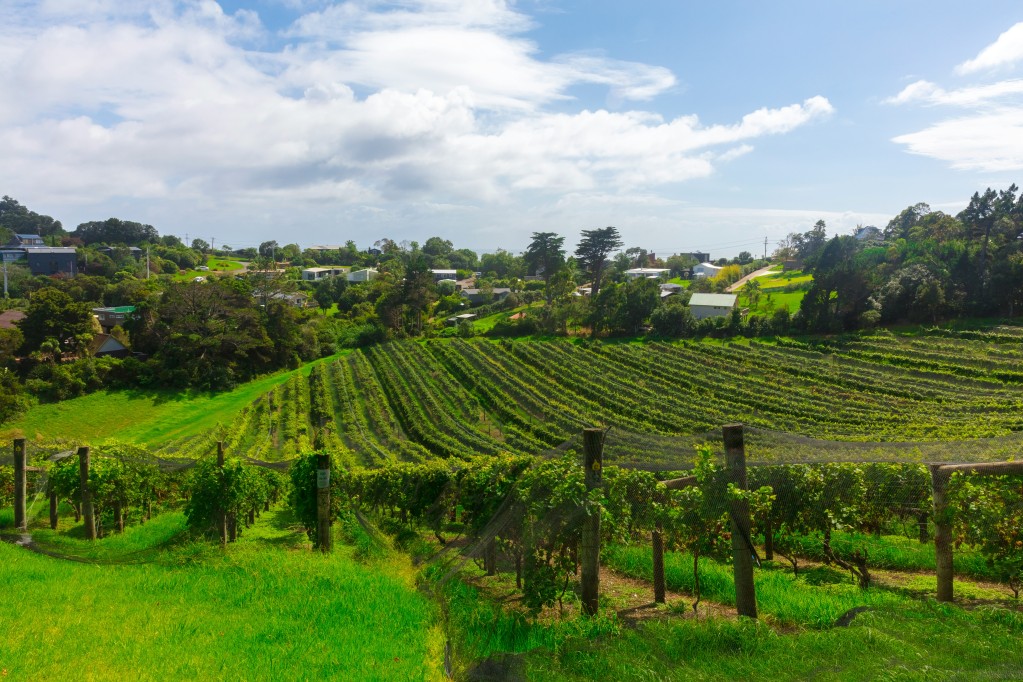 Casa Miro, Auckland, Vineyard