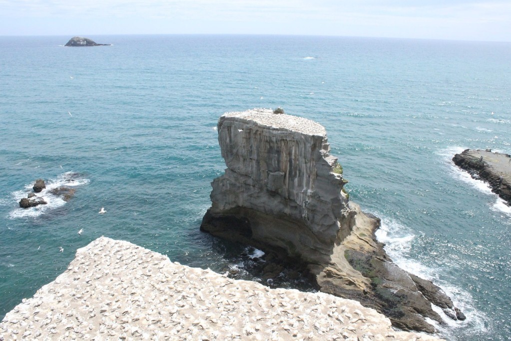 muriwai ganet colony