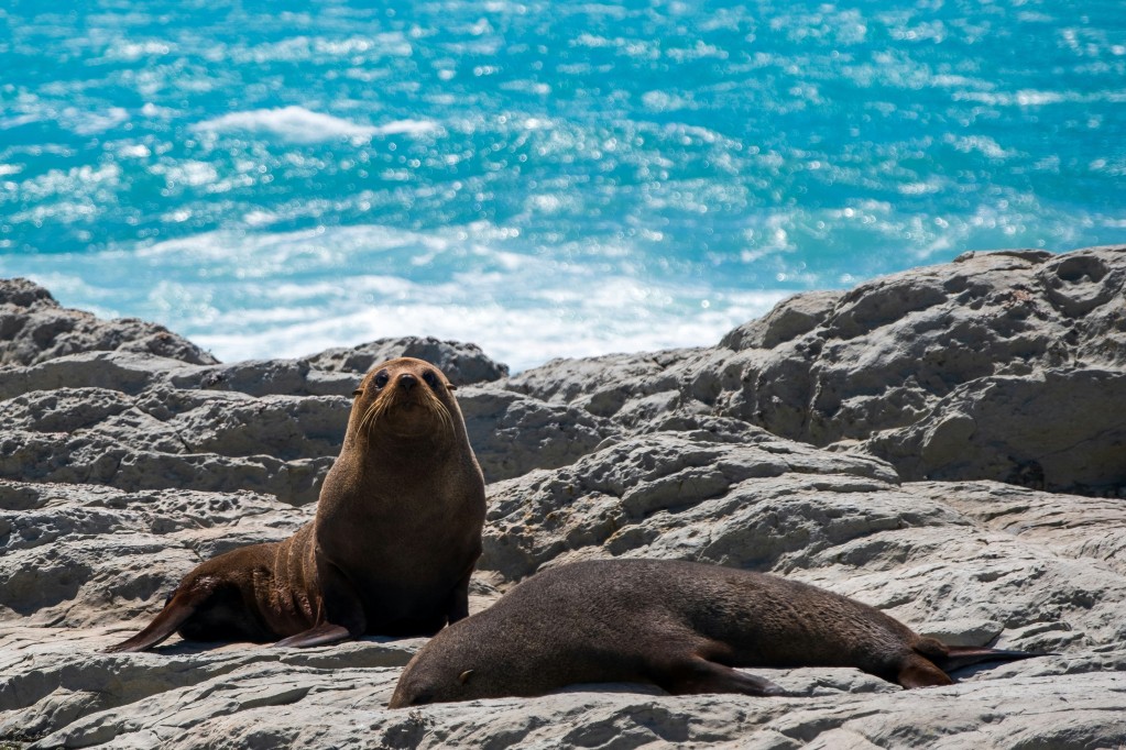 seals kaikoura