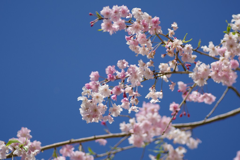 Cherry Blossoms