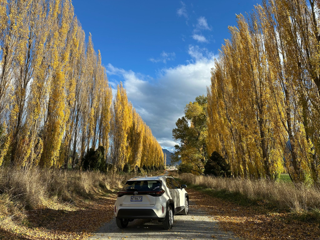 queenstown mode car rental trees