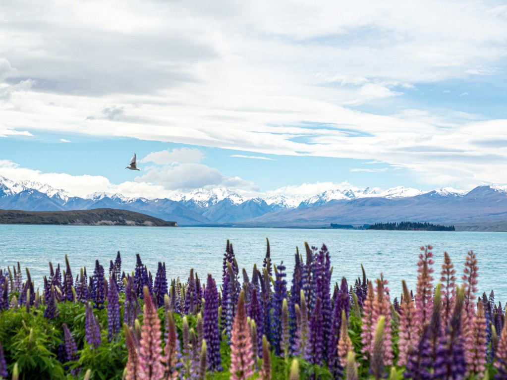 lake tekapo
