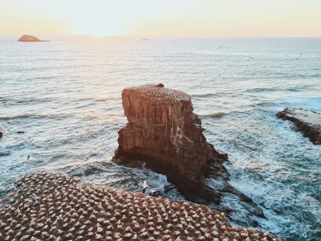 muriwai beach