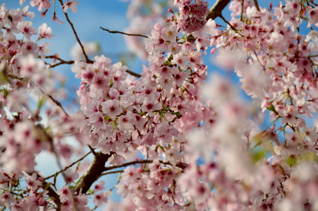 cherry blossom