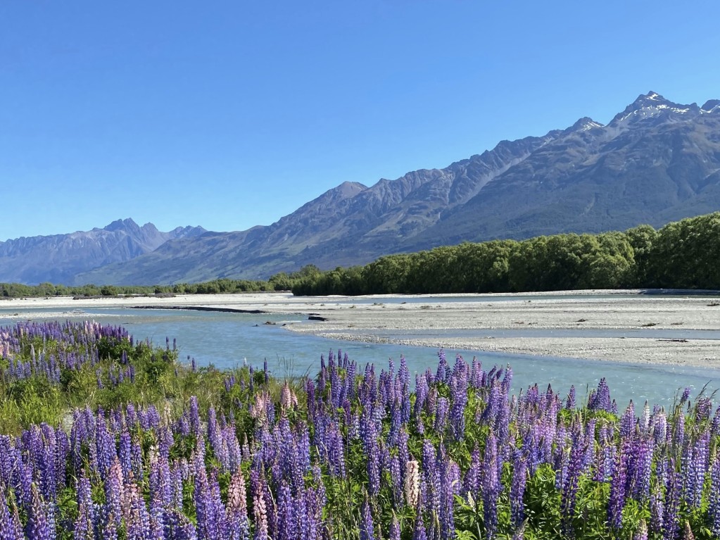 glenorchy lupins