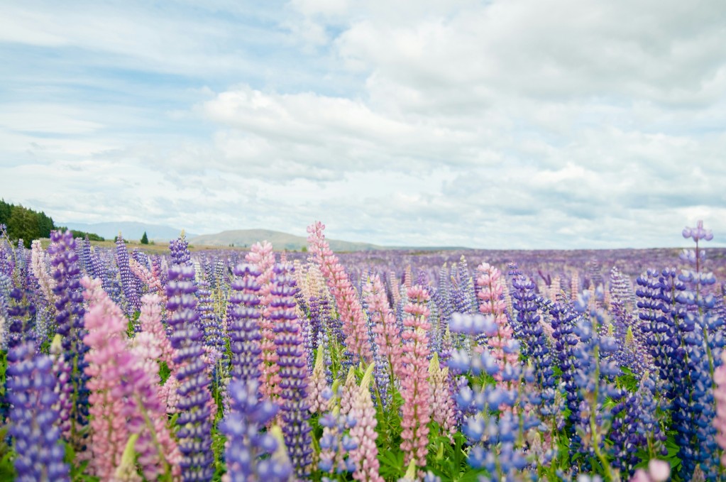 lupins new zealand