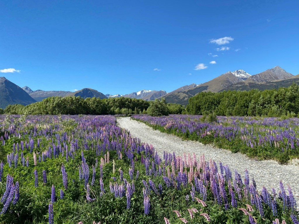 south island lupins