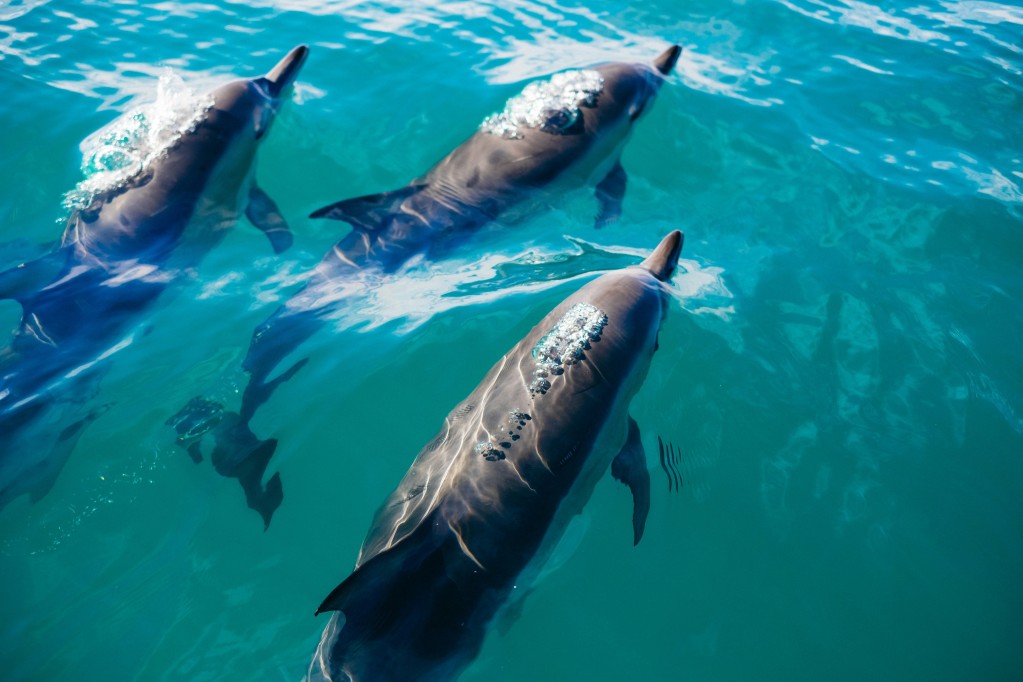 kaikoura dolphins