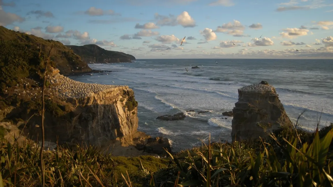Muriwai Beach