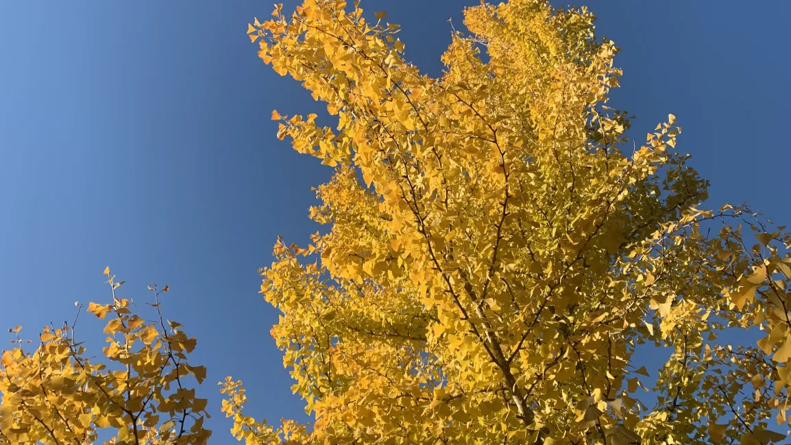 autumn leaves