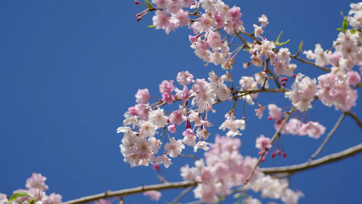 Cherry Blossoms