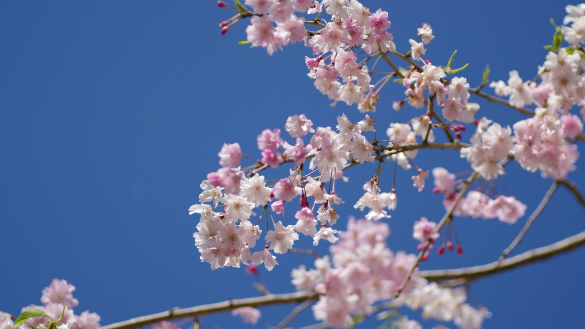 Cherry Blossoms