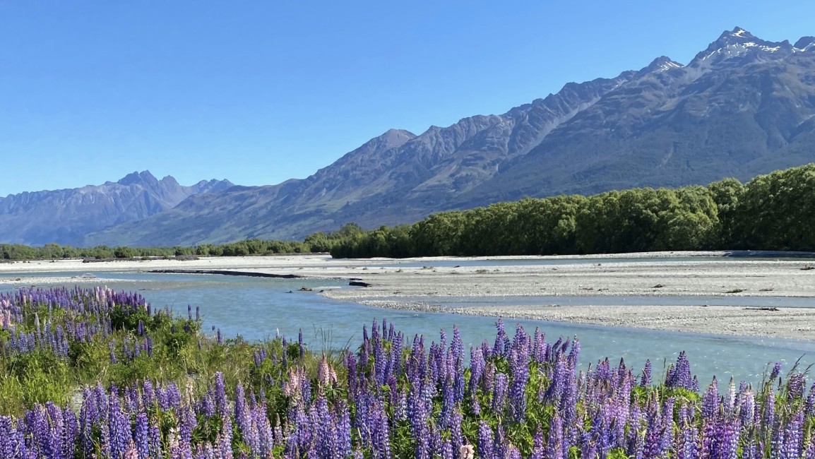 glenorchy lupins