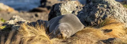 Seal