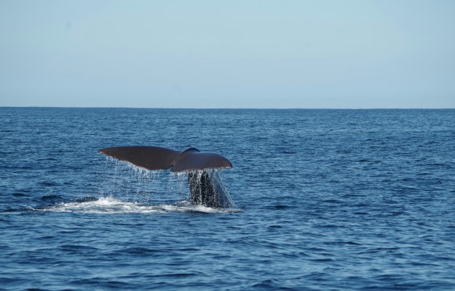 whale in ocean