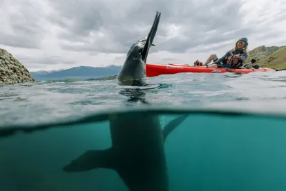 Seal Kayak Kaikoura