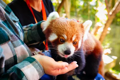 wellington zoo animals