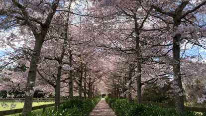 hamilton gardens new zealand