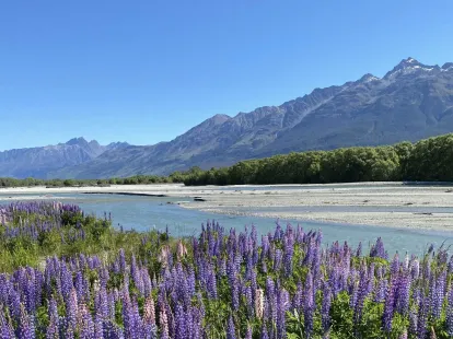 glenorchy lupins