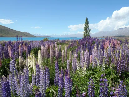 lake tekapo lupins